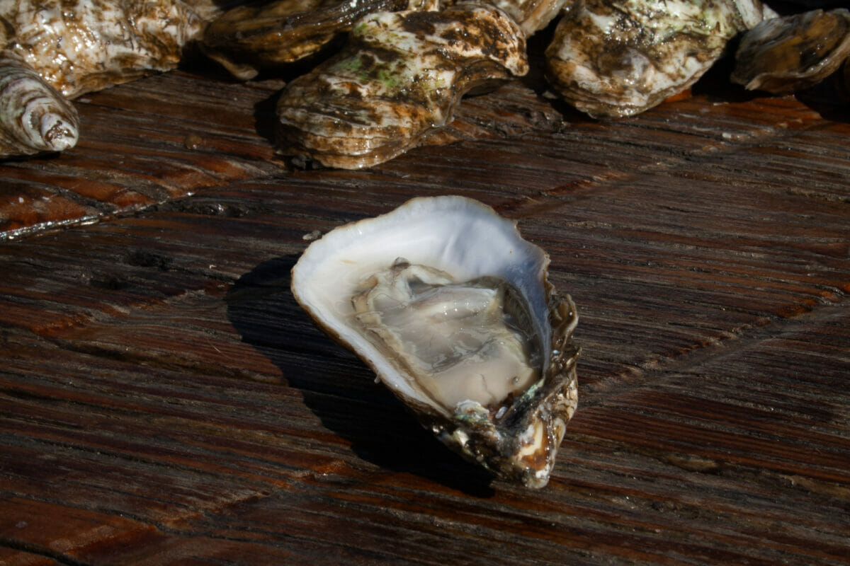 Oysters on a table.