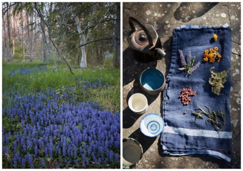 Left: Ajuga. Right: Dried herbs for tea.