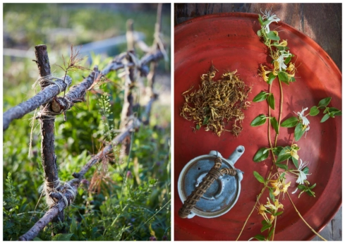 Left: A fence. Right: Honeysuckle.