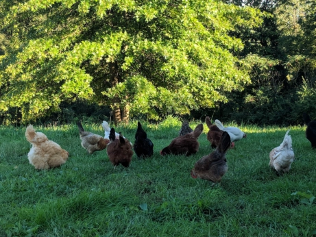 A flock of chickens. (Photo from Shutterstock)