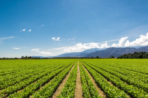 A field of crops.